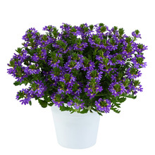 Vifteblomst 15 cm potte